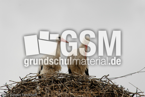 Weißstorch (17 von 20).jpg